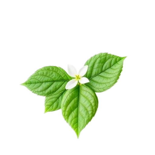 bhringraj