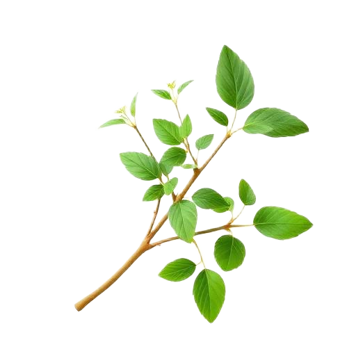 brahmi